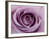 Roses-Fabio Petroni-Framed Photographic Print