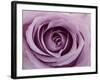 Roses-Fabio Petroni-Framed Photographic Print