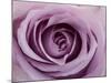 Roses-Fabio Petroni-Mounted Photographic Print