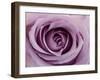 Roses-Fabio Petroni-Framed Photographic Print