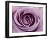 Roses-Fabio Petroni-Framed Photographic Print