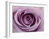 Roses-Fabio Petroni-Framed Photographic Print