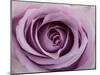 Roses-Fabio Petroni-Mounted Photographic Print