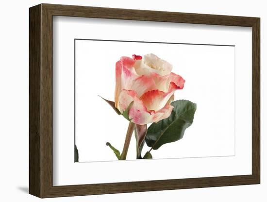 Roses-Fabio Petroni-Framed Photographic Print