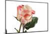 Roses-Fabio Petroni-Mounted Photographic Print