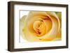 Roses-Fabio Petroni-Framed Photographic Print