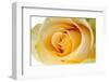 Roses-Fabio Petroni-Framed Photographic Print