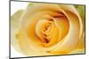 Roses-Fabio Petroni-Mounted Photographic Print