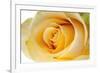 Roses-Fabio Petroni-Framed Photographic Print