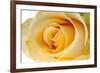 Roses-Fabio Petroni-Framed Photographic Print