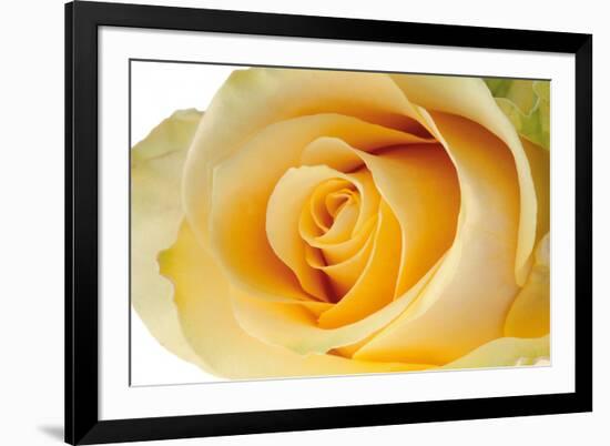 Roses-Fabio Petroni-Framed Photographic Print