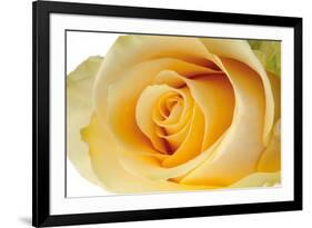 Roses-Fabio Petroni-Framed Photographic Print