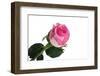 Roses-Fabio Petroni-Framed Photographic Print