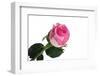 Roses-Fabio Petroni-Framed Photographic Print