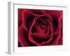 Roses-Fabio Petroni-Framed Photographic Print