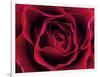 Roses-Fabio Petroni-Framed Photographic Print