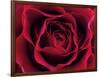 Roses-Fabio Petroni-Framed Photographic Print