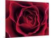 Roses-Fabio Petroni-Mounted Photographic Print