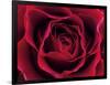 Roses-Fabio Petroni-Framed Photographic Print