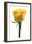 Roses-Fabio Petroni-Framed Photographic Print