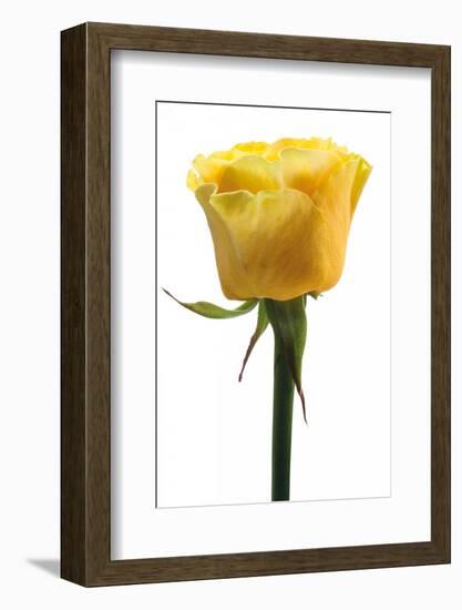 Roses-Fabio Petroni-Framed Photographic Print