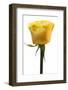 Roses-Fabio Petroni-Framed Photographic Print