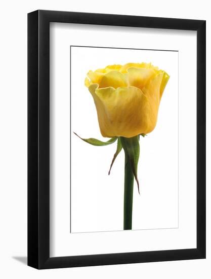 Roses-Fabio Petroni-Framed Photographic Print