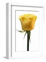 Roses-Fabio Petroni-Framed Photographic Print