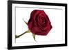 Roses-Fabio Petroni-Framed Photographic Print