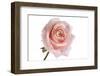 Roses-Fabio Petroni-Framed Photographic Print