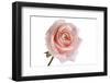 Roses-Fabio Petroni-Framed Photographic Print