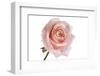 Roses-Fabio Petroni-Framed Photographic Print