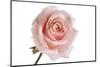 Roses-Fabio Petroni-Mounted Photographic Print