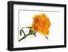 Roses-Fabio Petroni-Framed Photographic Print