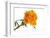 Roses-Fabio Petroni-Framed Photographic Print