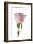 Roses-Fabio Petroni-Framed Photographic Print