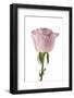 Roses-Fabio Petroni-Framed Photographic Print