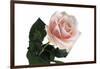 Roses-Fabio Petroni-Framed Photographic Print