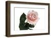 Roses-Fabio Petroni-Framed Photographic Print