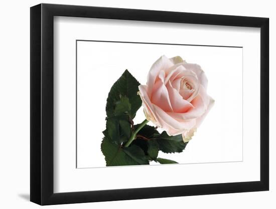 Roses-Fabio Petroni-Framed Photographic Print