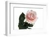 Roses-Fabio Petroni-Framed Photographic Print