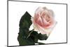 Roses-Fabio Petroni-Mounted Photographic Print