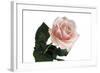 Roses-Fabio Petroni-Framed Photographic Print