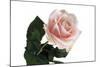 Roses-Fabio Petroni-Mounted Photographic Print