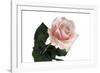 Roses-Fabio Petroni-Framed Photographic Print