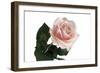 Roses-Fabio Petroni-Framed Photographic Print