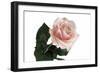 Roses-Fabio Petroni-Framed Photographic Print