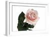 Roses-Fabio Petroni-Framed Photographic Print