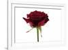 Roses-Fabio Petroni-Framed Photographic Print