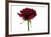 Roses-Fabio Petroni-Framed Photographic Print